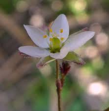 Image result for Spergula arvensis