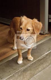 I am pretty sure that dogs are gods little helpers here on earth. Mischling Hund Golden Retriever Jack Russel Fototapete Fototapeten Wachhund Promenadenmischung Golden Retriever Myloview De