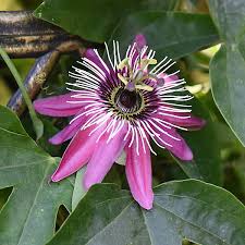 Image result for Passiflora morifolia