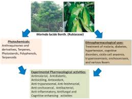 Image result for Morinda lucida