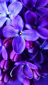 Wallpaper Iphone Blue Flower Wallpaper Purple Flowers Purple Flowers Wallpaper