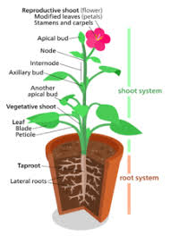 Maybe you would like to learn more about one of these? Transportation In Plants Plant And Vascular Structure Videos Examples