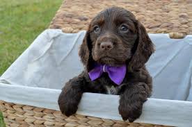 The american water spaniel puppies ar a bit of a challenge to train. Cocker Spaniel Puppies Kc Registered Working Red And Black Boys Ready Now To The Right Home In Blackpool Expired Friday Ad