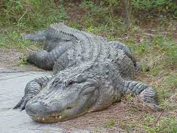 12 Of The World S Largest Animals Journalistate American Alligator Crocodiles Alligator Hunting