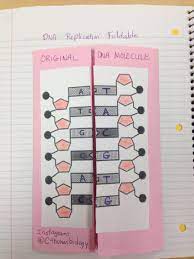 Dna Foldable Outside Biology Lessons Science Teaching Resources Science Biology