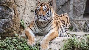 We did not find results for: The 16 Most Endangered Animals In The World The Great Projects