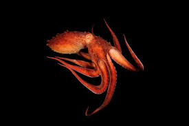 Image result for Otoptera