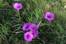 Image result for Ipomoea lapathifolia