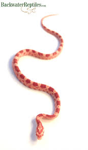 Here's evidence that spiders do eat cockroaches. Most Popular Corn Snake Morphs