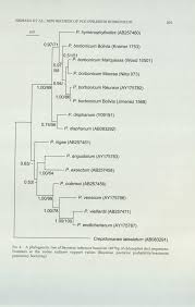 Image result for Polyphlebium borbonicum