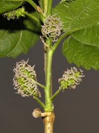 Image result for Morus indica