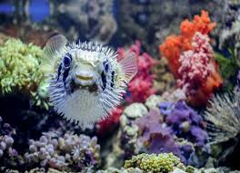 10 Facts About Puffer Fish