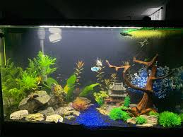 The kuhli loach is a peaceful bottom dwelling fish, it is the water equivalent of an owl and will stay awake all its shy and peaceful temperament makes the kuhli loach fish the perfect tank companion. My First Aquarium Community Tank 3 Kuhli Loaches 3 Dalmatian Mollies 1 Panda Garra Rams Horn Snail And Betta Open To Any Suggestions Aquariums