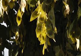 Image result for Philenoptera bussei