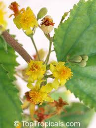 Image result for Grewia herbacea