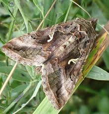 Image result for Autographa gamma