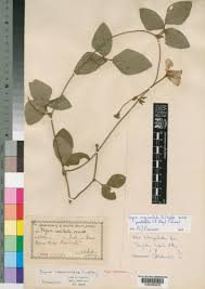 Image result for Vigna mildbraedii