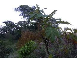 Image result for Bocconia arborea