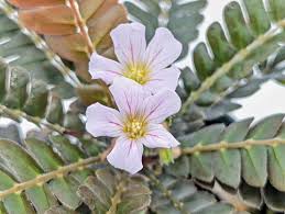 Image result for Biophytum