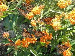 Native Perennials For Midwestern Gardens Spotts Garden Service Garden Services Native Plant Gardening Perennials