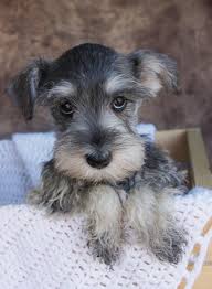 See the first year growth and development of a miniature schnauzer puppy. Salt Pepper 4600 11 30 13 Jpg 1 173 1 600 Piks Schnauzer Puppy Miniature Schnauzer Puppies Dog Friends