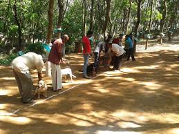 What are dog trainer certifications and certificates? Dog Trainer Courses Professional Pet Training Classes In Kerala