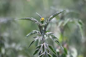 Image result for Bidens biternata