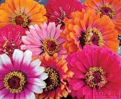 Zinnia Zinnia Reviews Zinnias Flower Seeds Zinnia Elegans