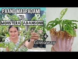 Monstera Adansonii Care Tips Propagation Closed Giveaway Closed Youtube In 2020 Monstera Tips Giveaway