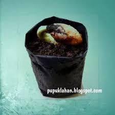 Itulah cara menyemai biji durian agar cepat berkecambah. Ternyata Gampang Menyemai Biji Durian Begini Caranya Agar Cepat Tumbuh Pupuk Lahan