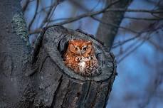 Family Owl Prowl