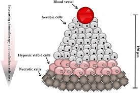Also, the us population is aging, and cancer rates increase with age. Frontiers Hypoxia Modified Cancer Cell Metabolism Cell And Developmental Biology