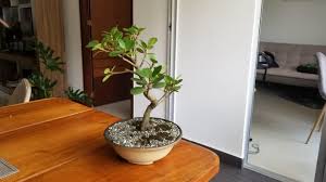 The most commonly used technique to facilitate the conservation of the bonsai's shape is known as maintenance pruning, which consists of maintaining and stylizing the shape of the tree. Taking Care Of A Ficus Bonsai Tree Guide Bigboyplants