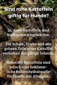 Durfen Hunde Kartoffeln Essen Roh Gekocht Oder Als Kartoffelpuree Giftig Fur Hunde Hunde Hunde Ernahrung