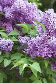 Favorite flowering tree picks for bright color and reliable performance by denise kelly. Lilacs How To Plant And Grow Daylilies In Australia