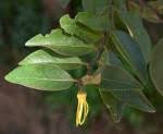 Image result for Xylopia gracilipes