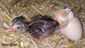Are you considering raising those funny looking birds? Guinea Fowl Baby Keet Hatching From Egg Youtube