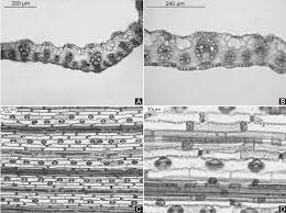 Image result for Panicum pectinellum