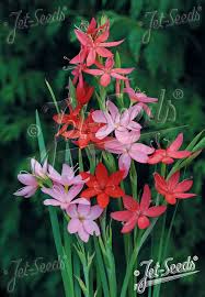 Image result for Hesperantha