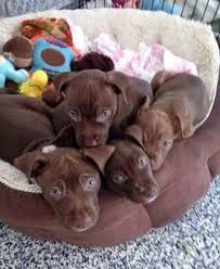 The cheapest offer starts at £950. Chocolate Lab Pitbull Mix Puppy Pitbull Puppies
