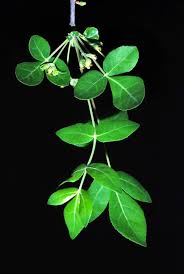 Image result for Commiphora angolensis