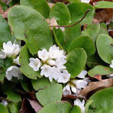 Image result for Aeollanthus repens