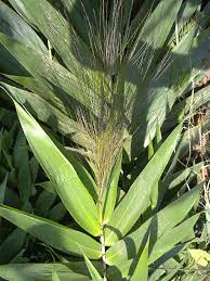 Thysanolaena Wikipedia