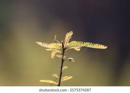 Image result for Fabaceae subfamily Mimosoideae