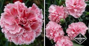 We did not find results for: How To Grow Carnations Gardening Channel