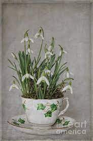 Snowdrop Tea By Shabbychic Fine Art Photography Fine Art Photography Art Photography Fine Art