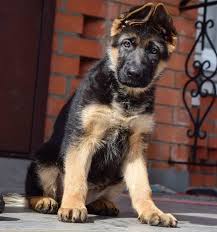 Military names can have so, we've put their meanings in brackets! 31 Dog Names Meaning Protector The Paws