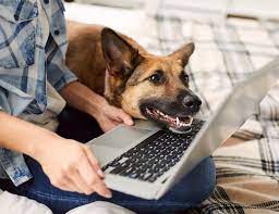 Small animal hospital in modesto. Welcome To American Pet Hospital Gp Veterinarians