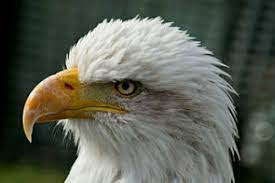 De krokodillen leven in de warme streken op onze planeet zoals: Amerikaanse Zeearend Zoo Info