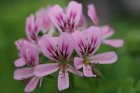 Image result for Pelargonium graveolens